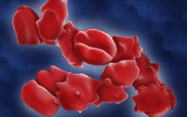 Illustration of mercury exposure on red blood cells