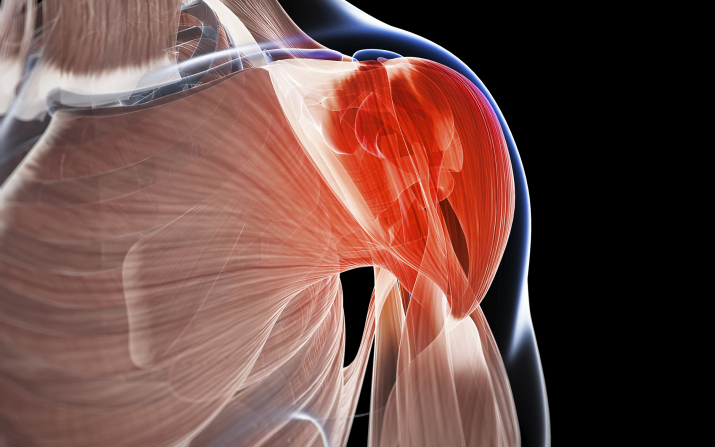 Illustration of rotator cuff