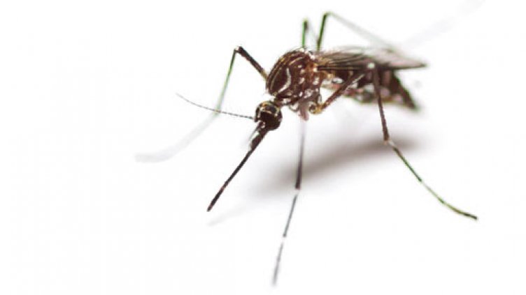 Picture of mosquito