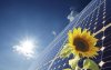 Solar Panel and Sunflower